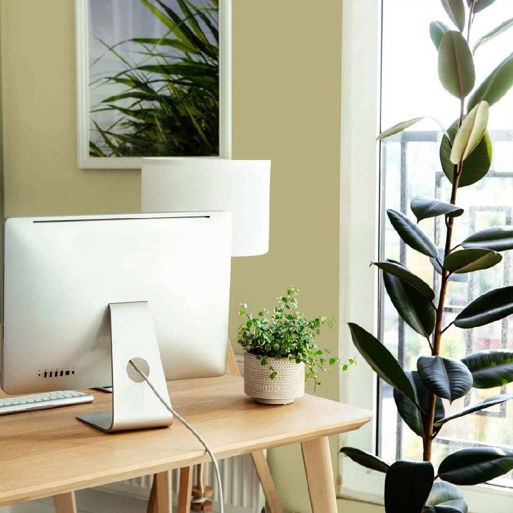 Kaeppel Grün Wandfarbe seidenmatt I Mellow Matcha | Raumharmonie schaffend | THE COLOR KITCHEN Neueste Mode