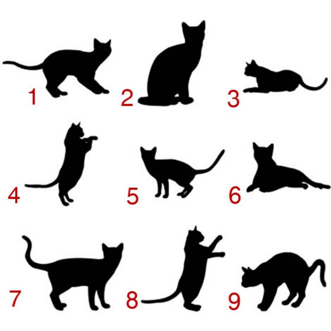 Kaeppel Wandtattoo Katze Top Angebot