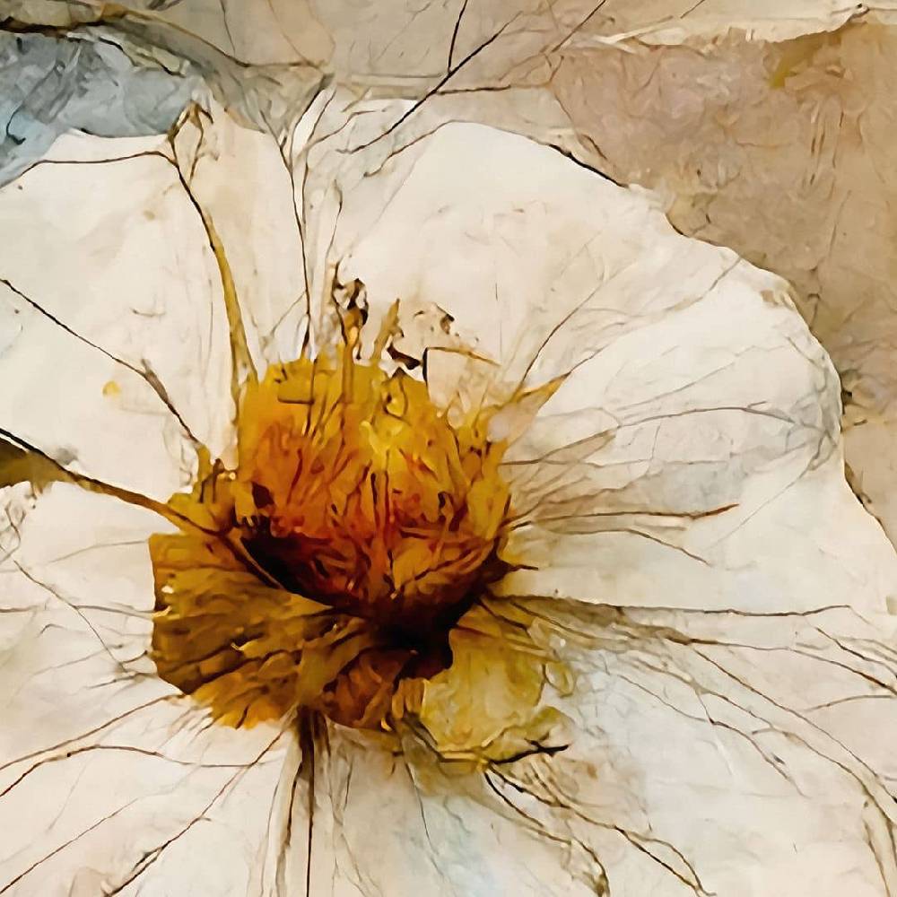 Kaeppel Fototapete Bouquet aus Trockenblumen - Blumentapete - Treechild Bestseller