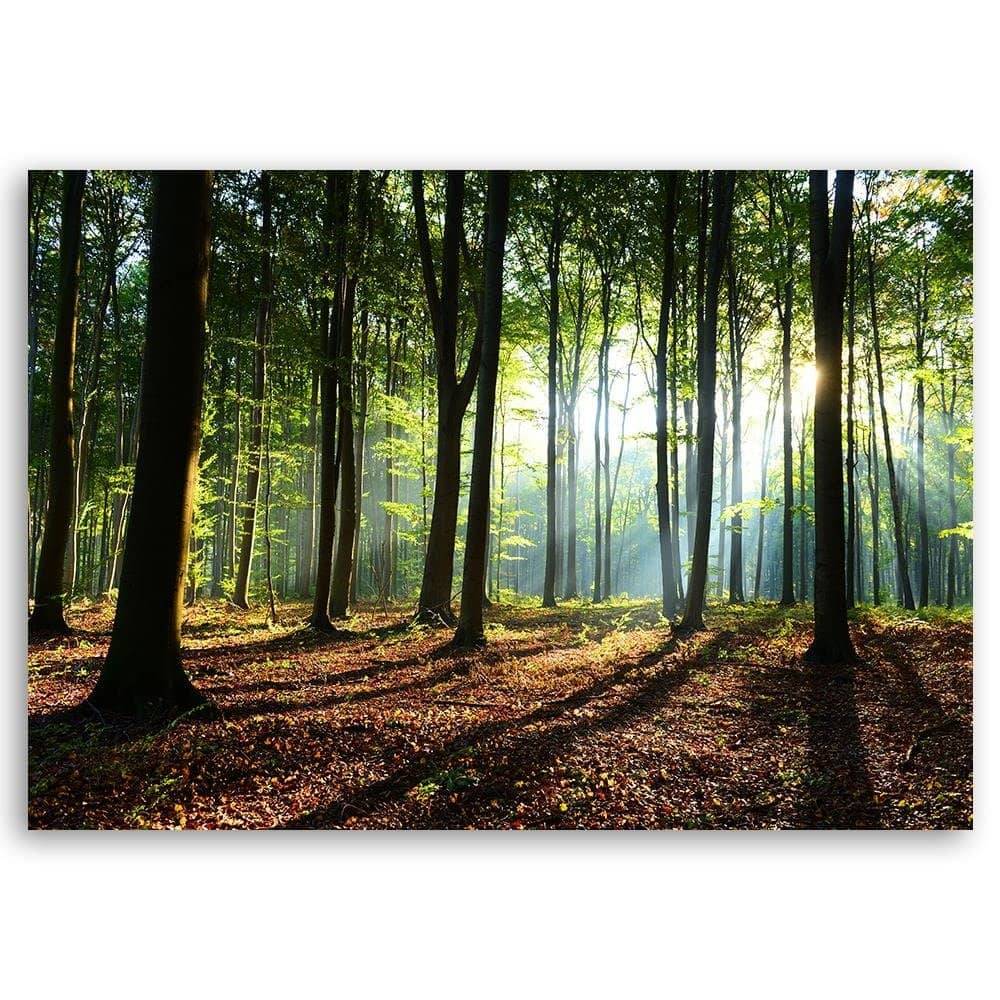 Kaeppel Leinwandbild, Wald bei Sonnenaufgang Tägliche Deals