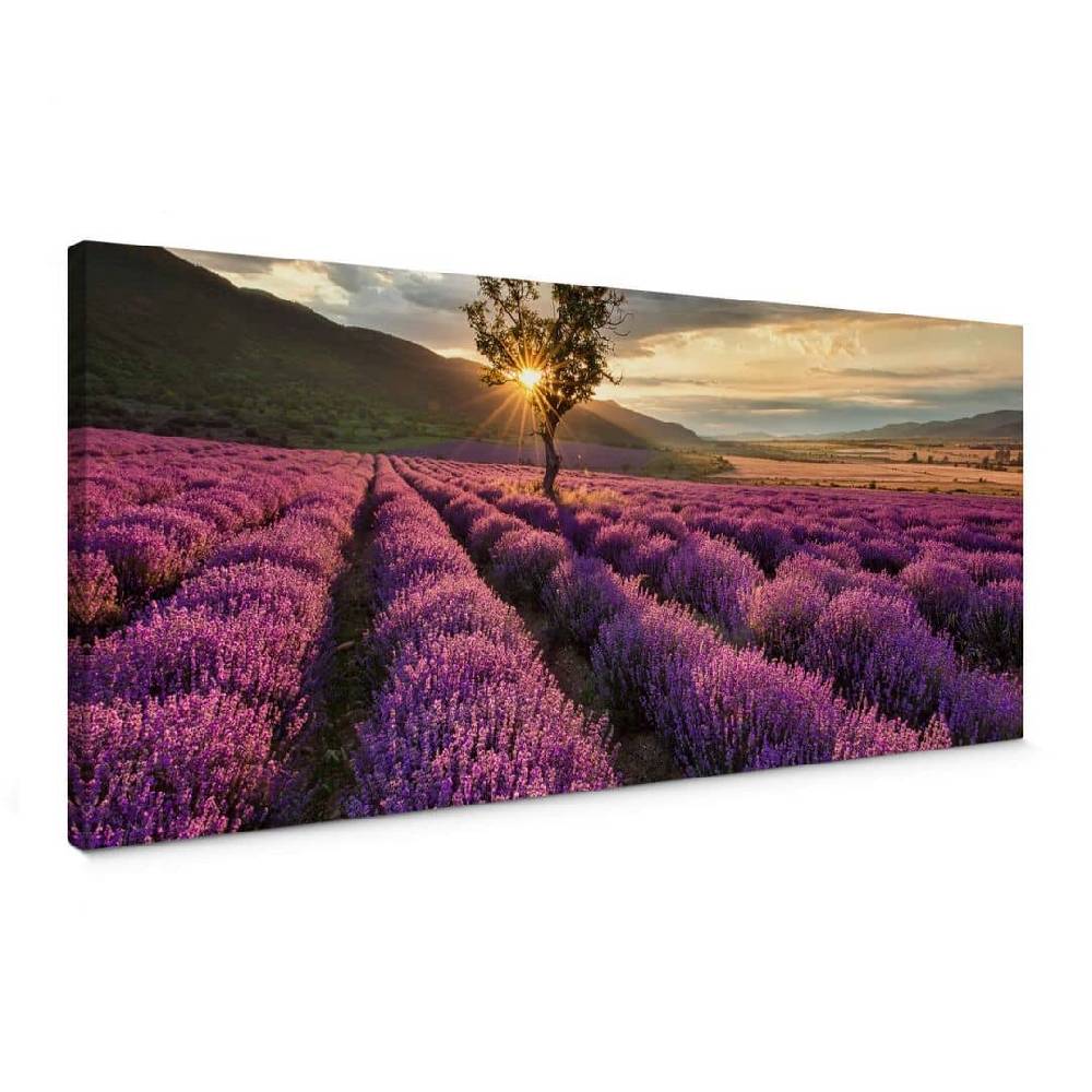 Kaeppel Leinwandbild Lavendelblüte in der Provence - Panorama 01 Rabatt