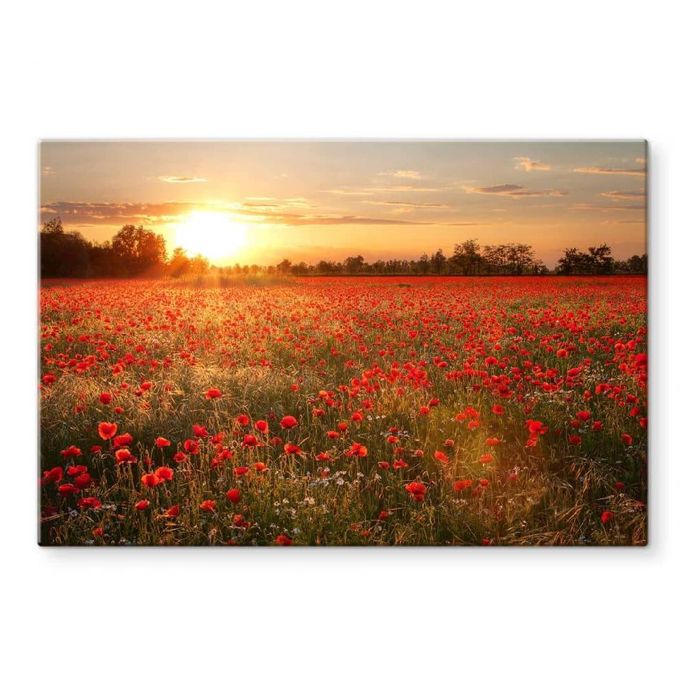 Kaeppel Spritzschutz Mohnfeld im Sonnenuntergang Begrenztes Angebot