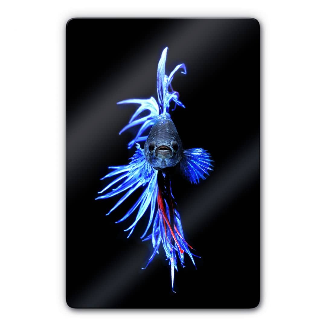 Kaeppel Glasbild Glowfish 1