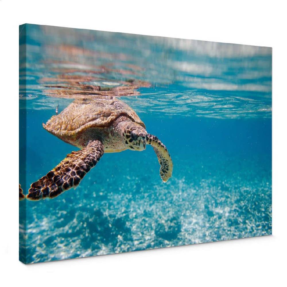 Kaeppel Leinwandbild Schildkröte auf Reisen