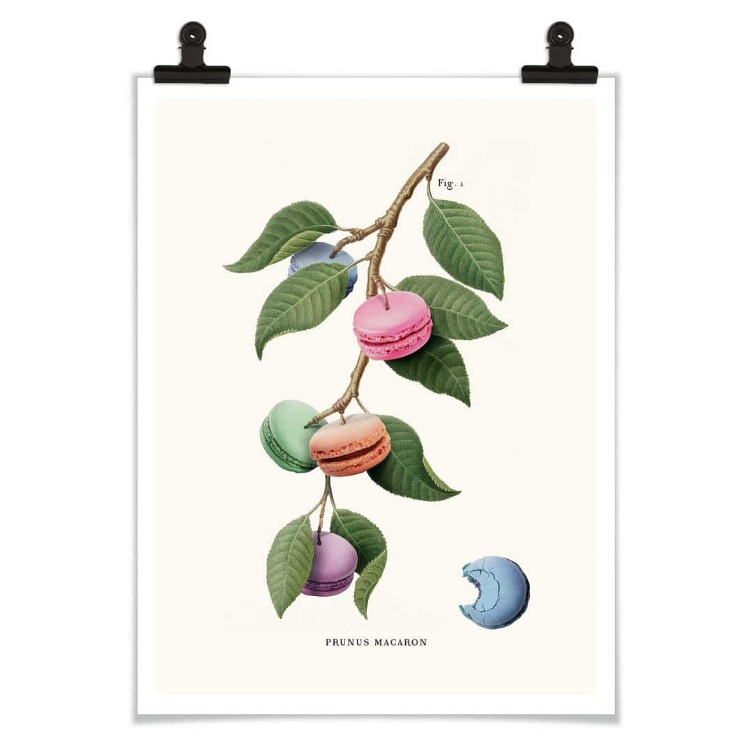 Kaeppel Poster Loose - Macaron Pflanze Begrenztes Angebot