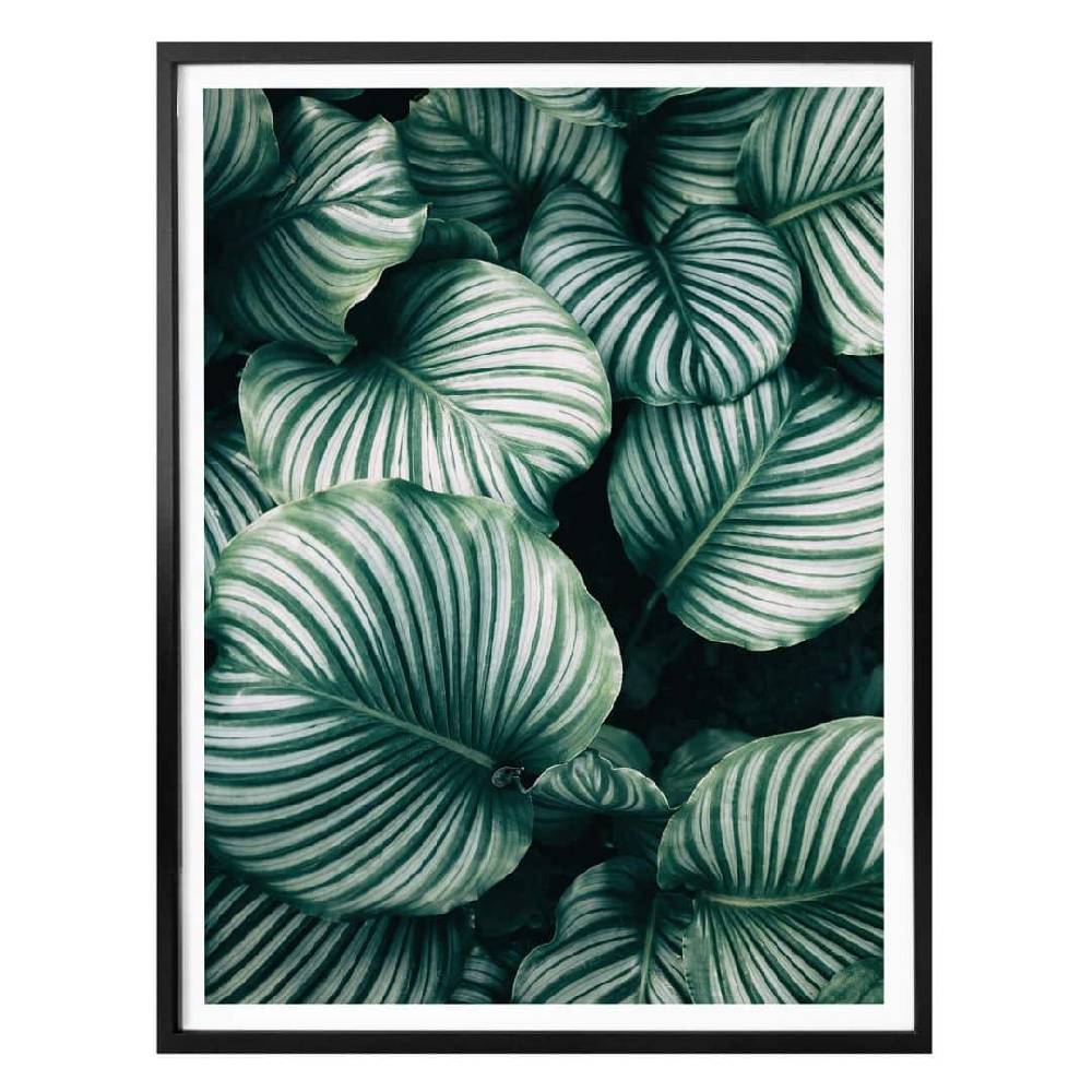 Kaeppel Poster - Urban Jungle - Calathea Orbifolia