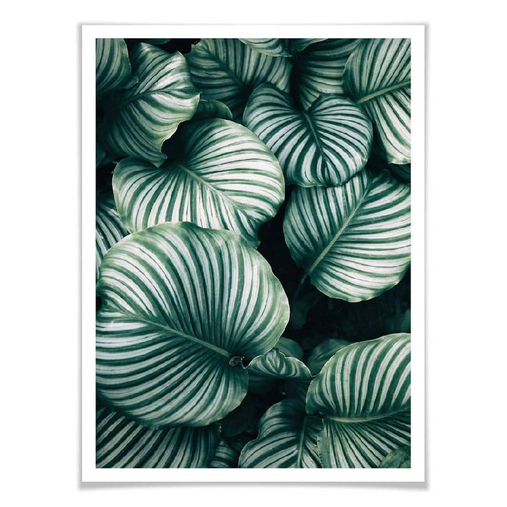 Kaeppel Poster - Urban Jungle - Calathea Orbifolia Zeitlich begrenztes Angebot