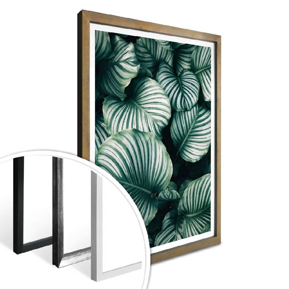 Kaeppel Poster - Urban Jungle - Calathea Orbifolia Zeitlich begrenztes Angebot