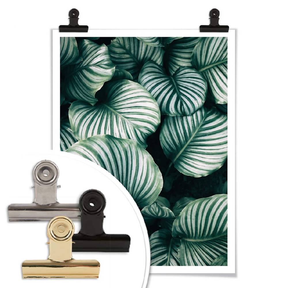 Kaeppel Poster - Urban Jungle - Calathea Orbifolia Zeitlich begrenztes Angebot