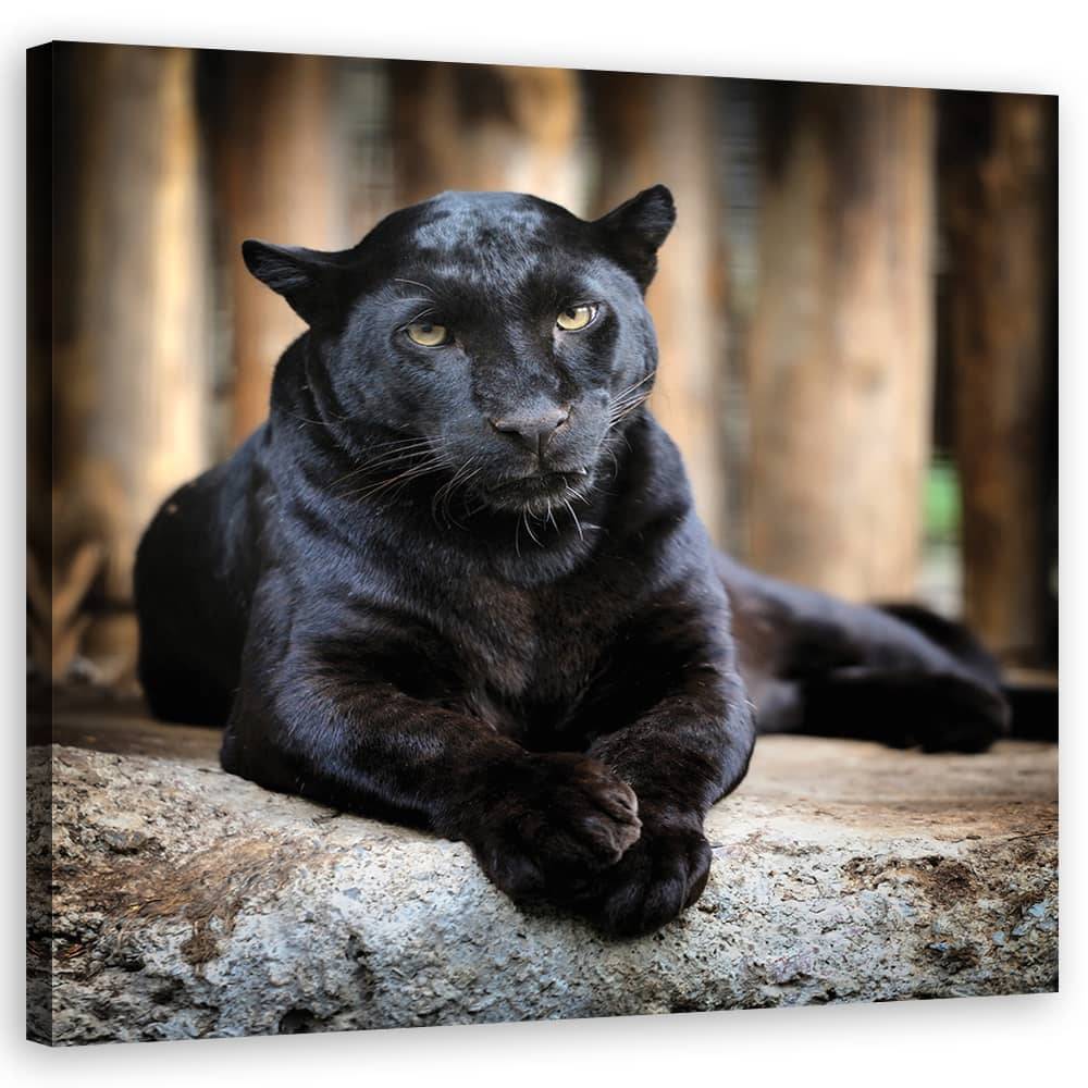 Kaeppel Leinwandbild, Schwarzer Panther