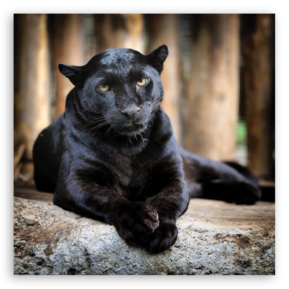 Kaeppel Leinwandbild, Schwarzer Panther Rabatt