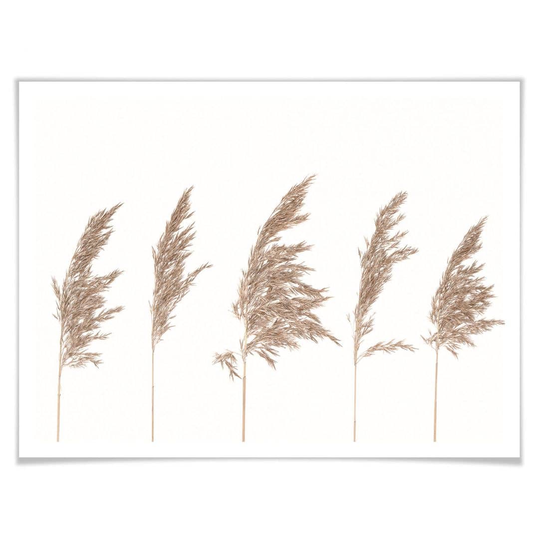 Kaeppel Poster Schilfgras Begrenztes Angebot