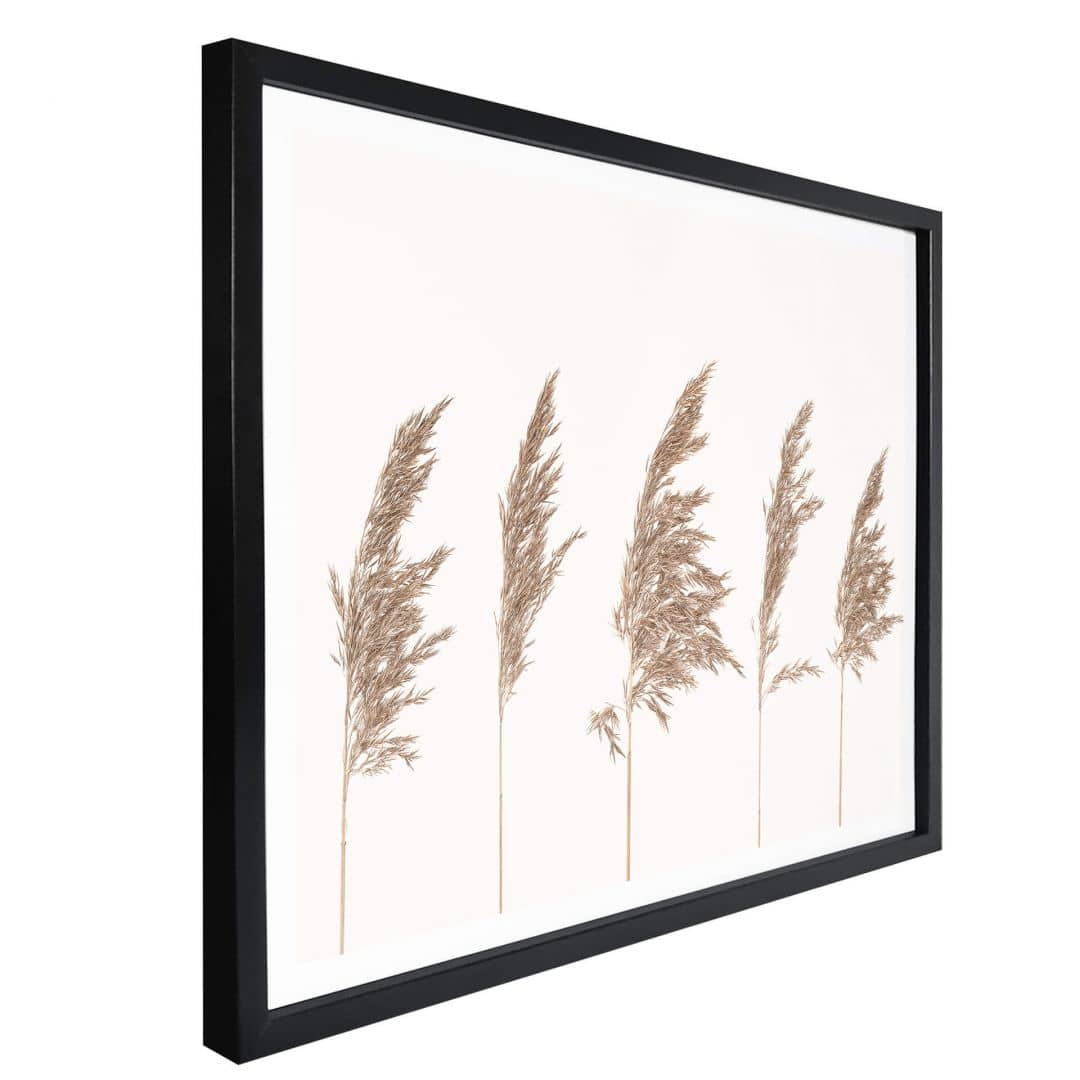 Kaeppel Poster Schilfgras Begrenztes Angebot
