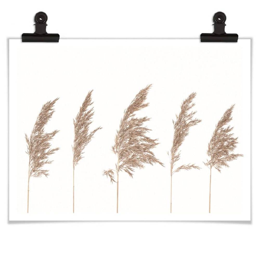 Kaeppel Poster Schilfgras Begrenztes Angebot