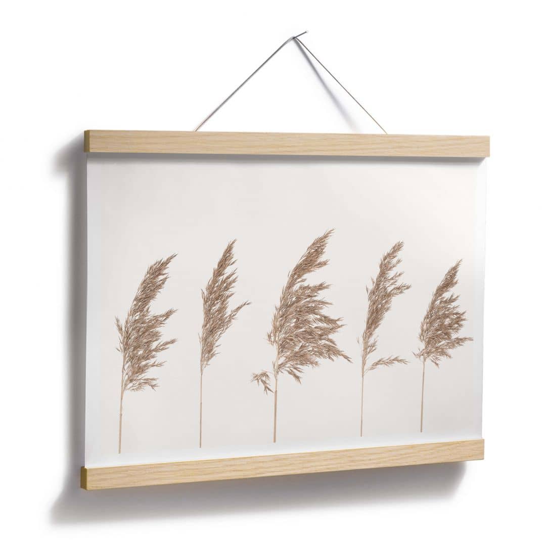Kaeppel Poster Schilfgras Begrenztes Angebot