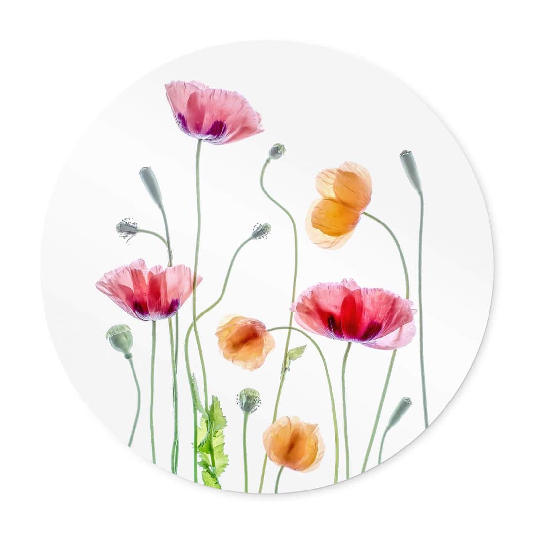 Kaeppel Poster Bunte Mohnblumen Rund - Disher Kostenlose Rückgabe