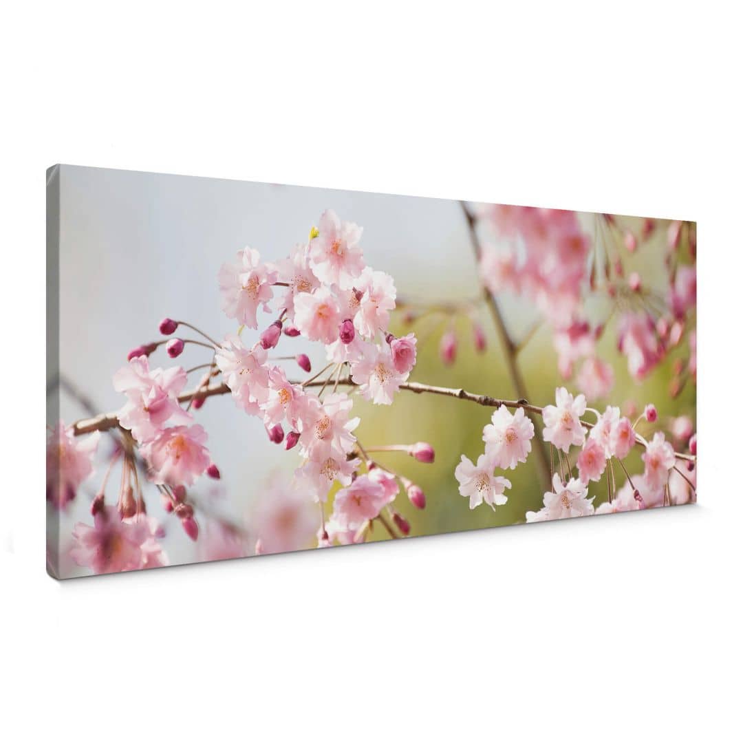 Kaeppel Leinwandbild Cherry Blossoms Panorama