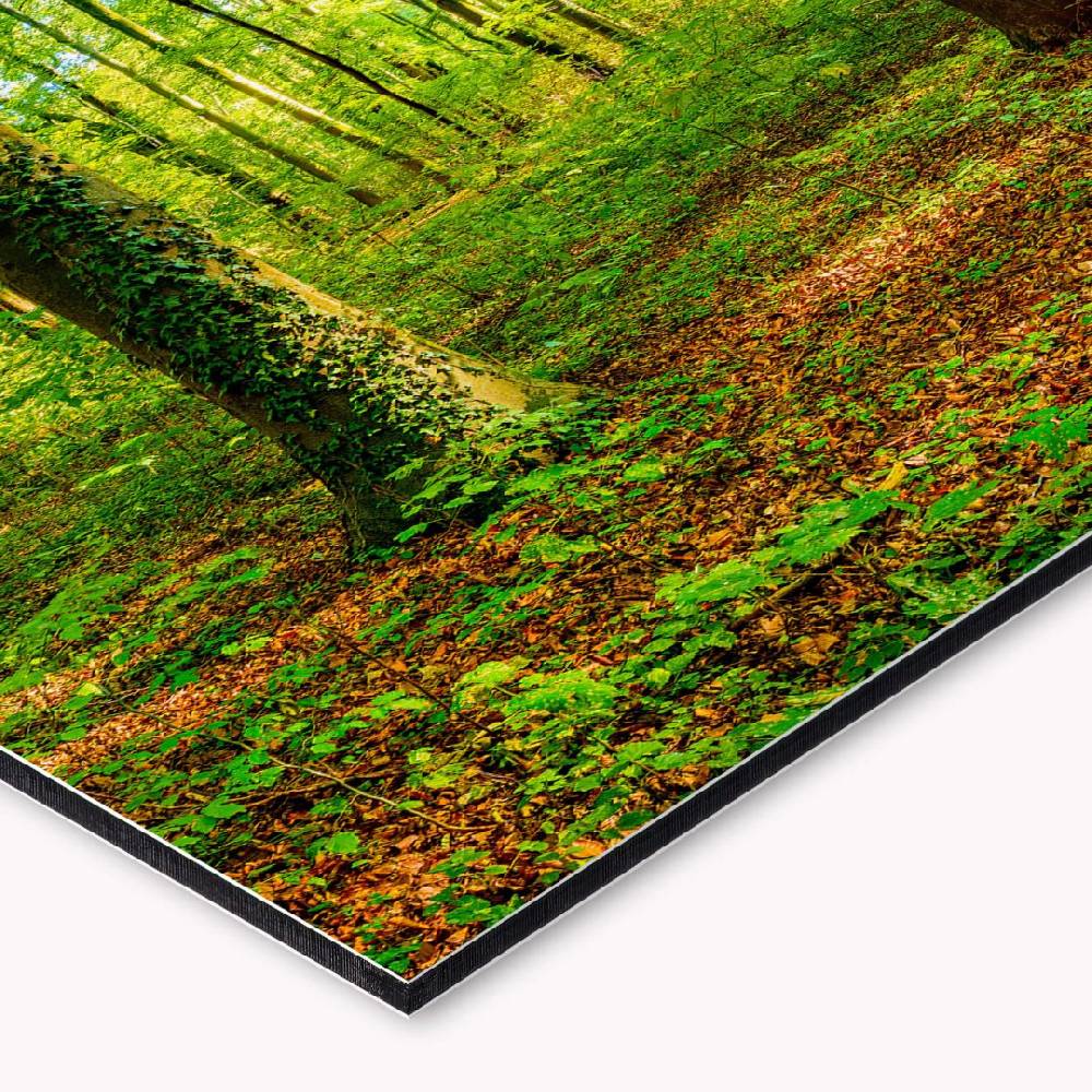 Kaeppel Küchenrückwand - Alu-Dibond - Tief im Wald Flash Sale